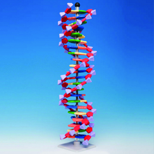 22염기쌍DNA분자모형/DNA MODEL