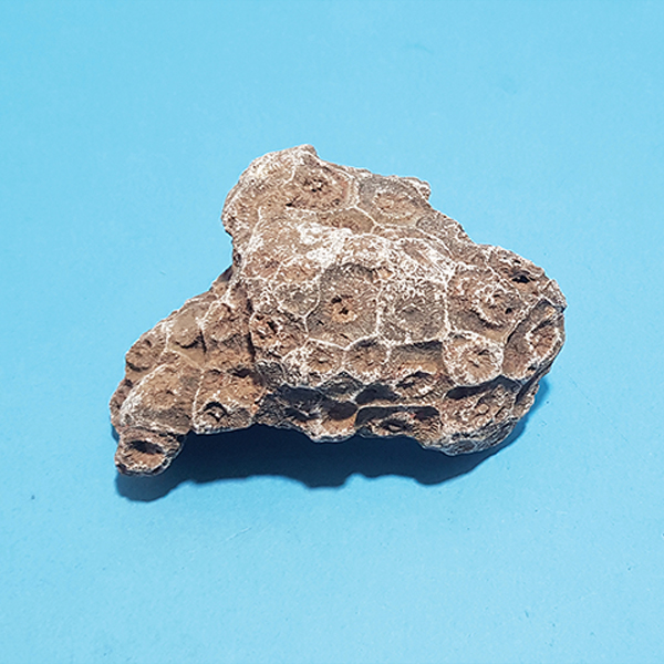 산호화석 (실물)