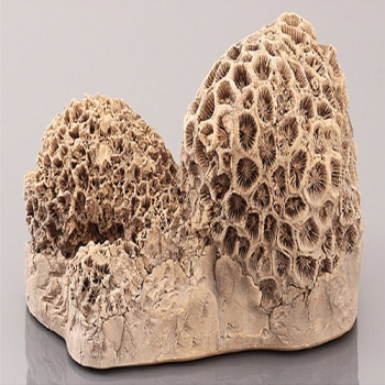 산호화석