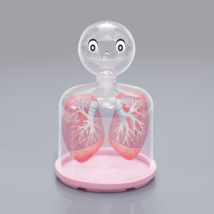 호흡기관 모형(투명)