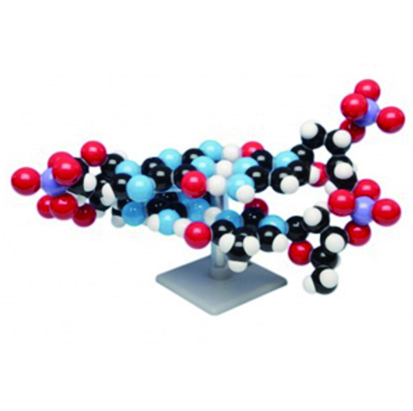 DNA3D2층분자모형