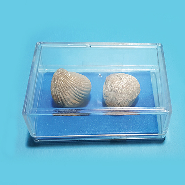 소형 조개 화석 (실물)