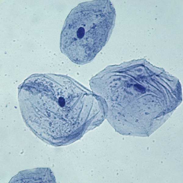 입안 상피 세포 (동물세포 영구표본)