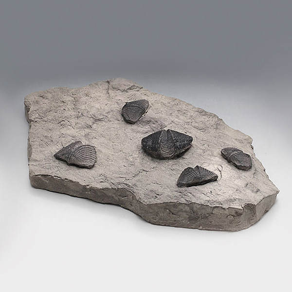 완족류화석