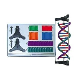 DNA모형세트(분해조립식)