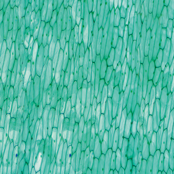 양파 표피 세포 (식물세포 영구표본)