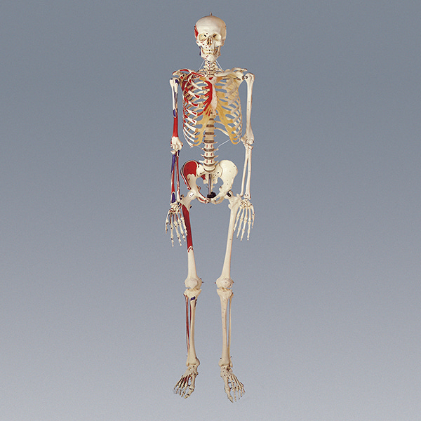 인체골격모형(칼라有)