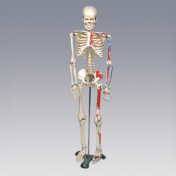 인체골격모형(중형 칼라有)