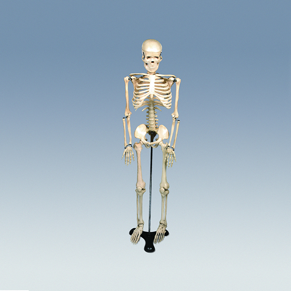 인체골격모형(중형 칼라無)