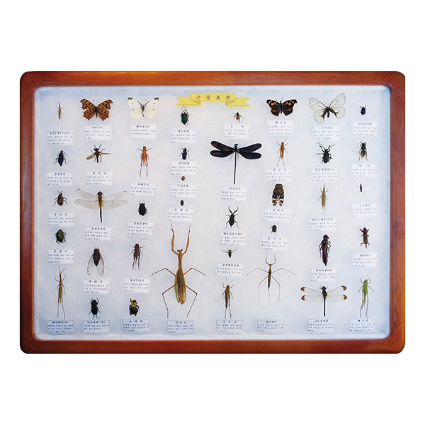 곤충표본40종
