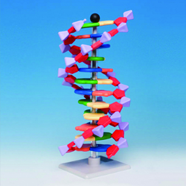 12염기쌍DNA분자모형