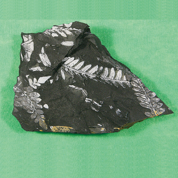 고사리화석 (고급형)