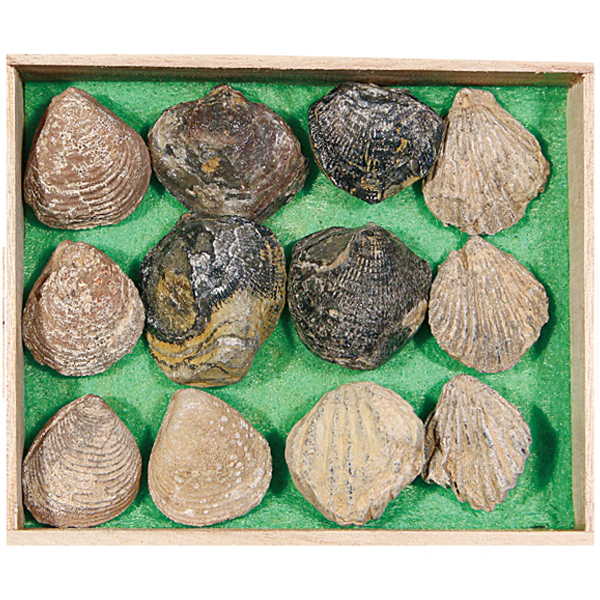 조개화석 12종 세트